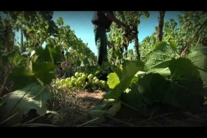 Destination Cahors Vineyards
