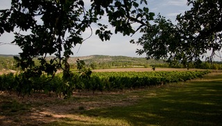 Domaine du Souleillan - Pradines