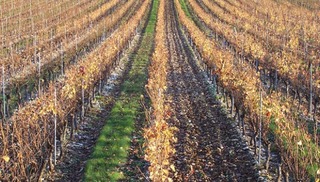 Clos Troteligotte - Villesèque