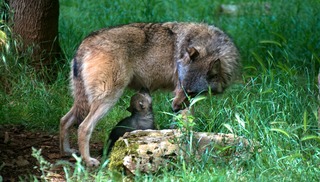 Parc Animalier de Gramat - Gramat