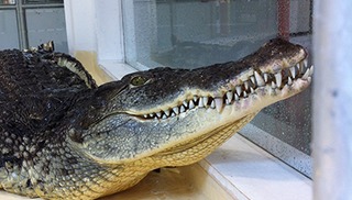 Reptiland - Martel