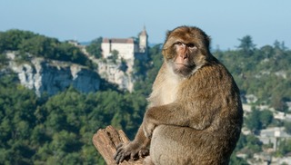 La Forêt des Singes - Rocamadour